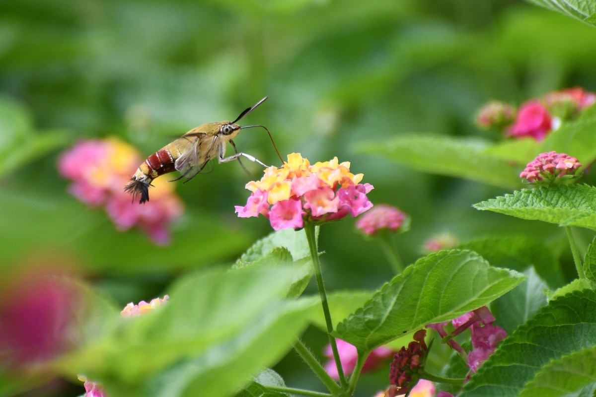 蜂飞蝶舞花正艳