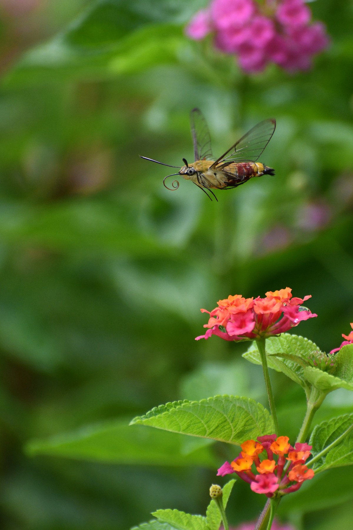蜂飞蝶舞花正艳