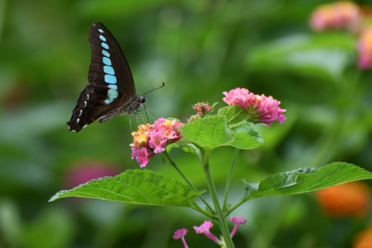 蜂飞蝶舞花正艳