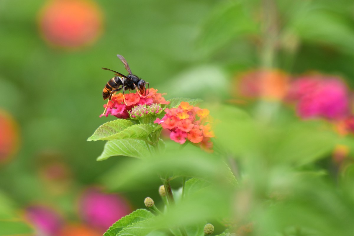 蜂飞蝶舞花正艳