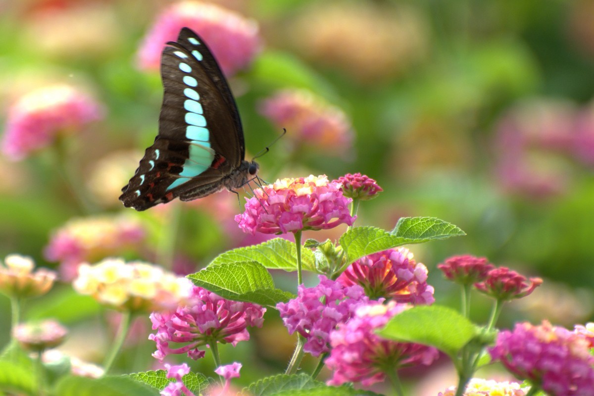 蜂飞蝶舞花正艳