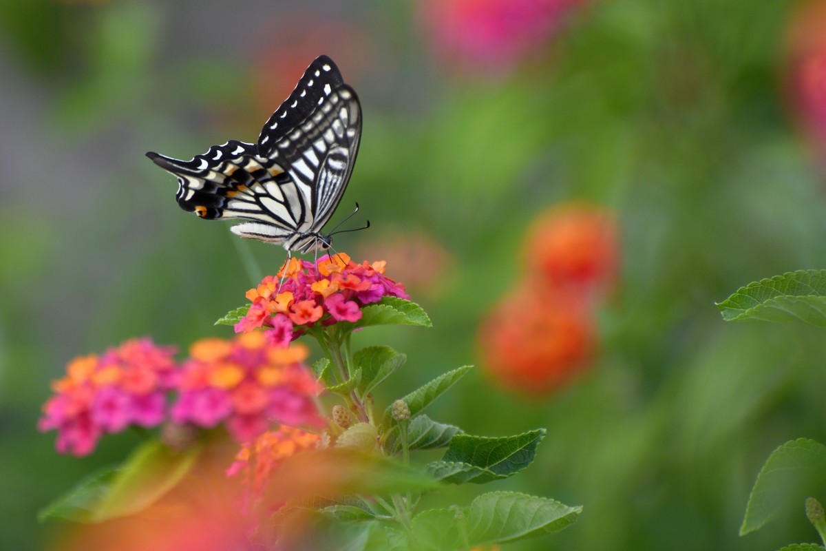 蜂飞蝶舞花正艳