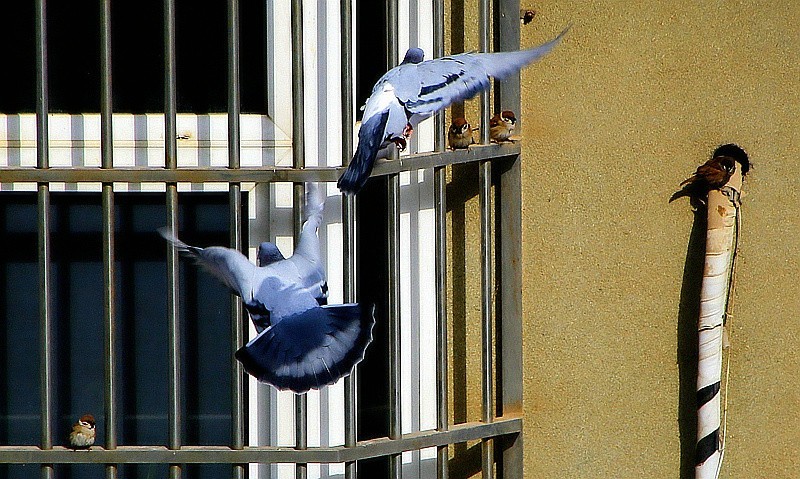 《不老松：纪实摄影》2024.2.22大雪后的第三天抓拍。人有百态，鴿有千姿！ (8)