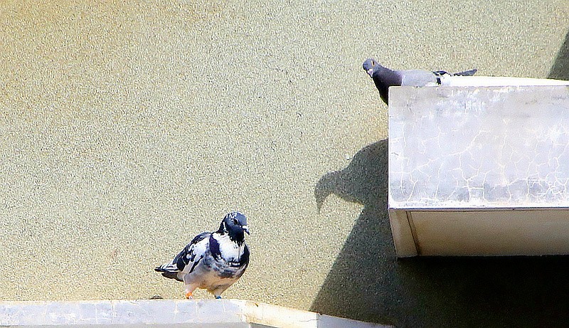 《不老松：纪实摄影》2024.2.22大雪后的第三天抓拍。人有百态，鴿有千姿！ (8)