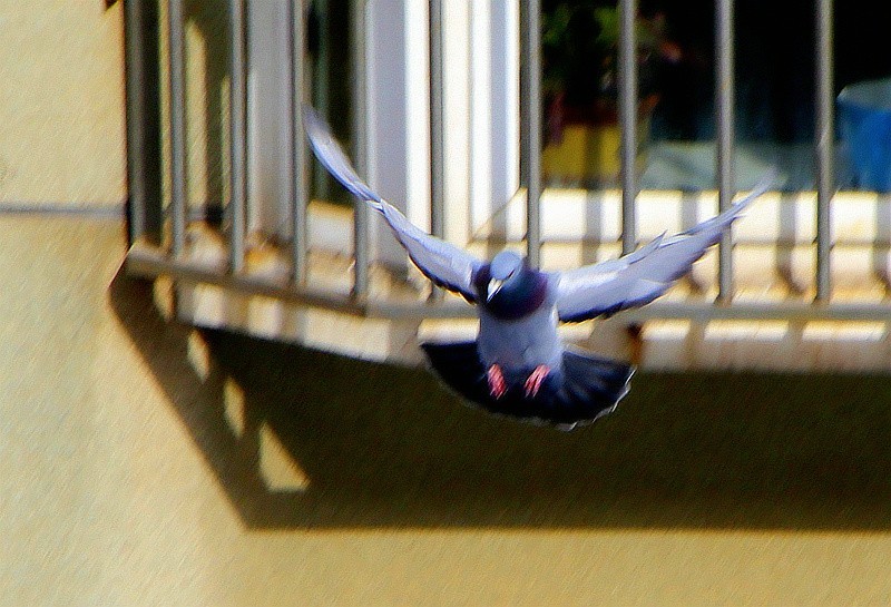 《不老松：纪实摄影》2024.2.22大雪后的第三天抓拍。人有百态，鴿有千姿！ (8)