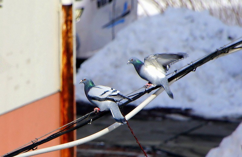 《不老松：纪实摄影》2024.2.22大雪后的第三天抓拍。人有百态，鴿有千姿！ (8)