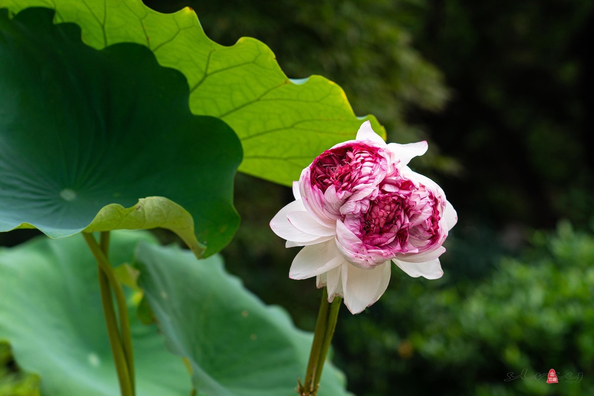 昆山亭林园  稀世珍口  《并蒂莲》