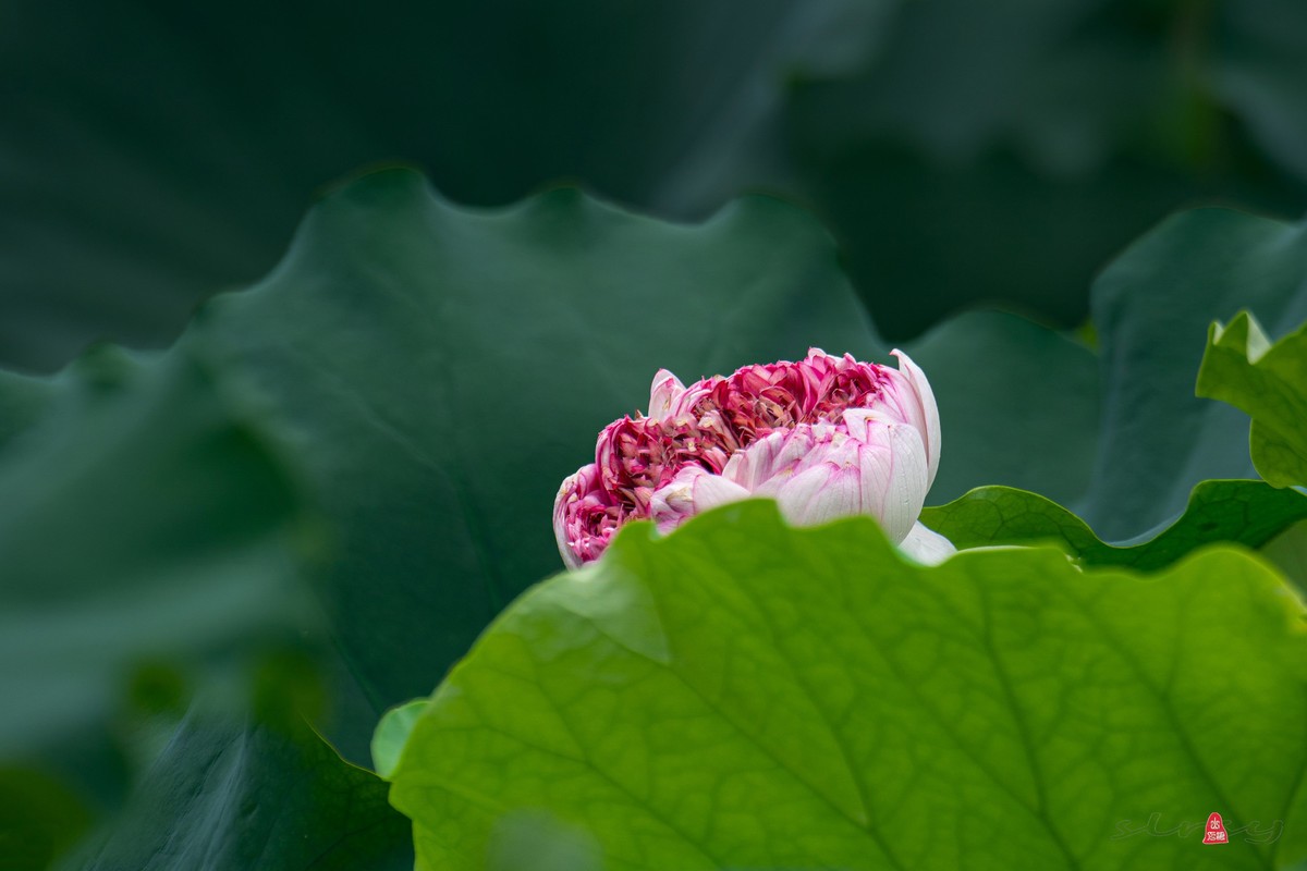 昆山亭林园  稀世珍口  《并蒂莲》