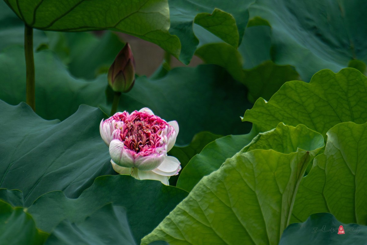 昆山亭林园  稀世珍口  《并蒂莲》