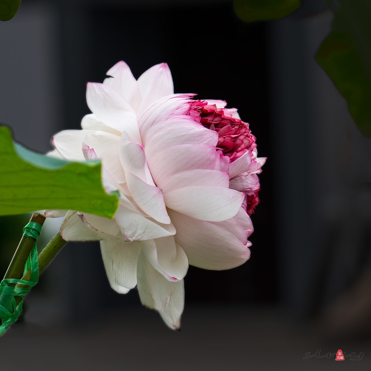 昆山亭林园  稀世珍口  《并蒂莲》