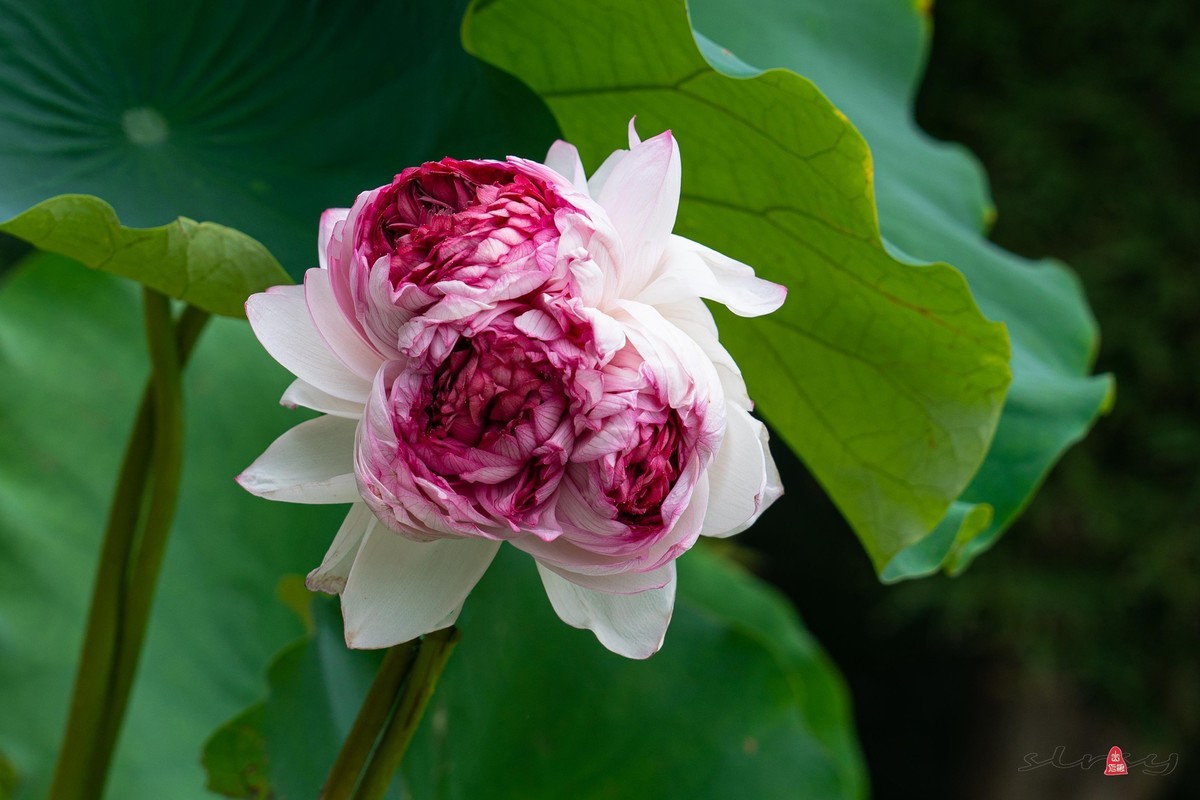 昆山亭林园  稀世珍口  《并蒂莲》