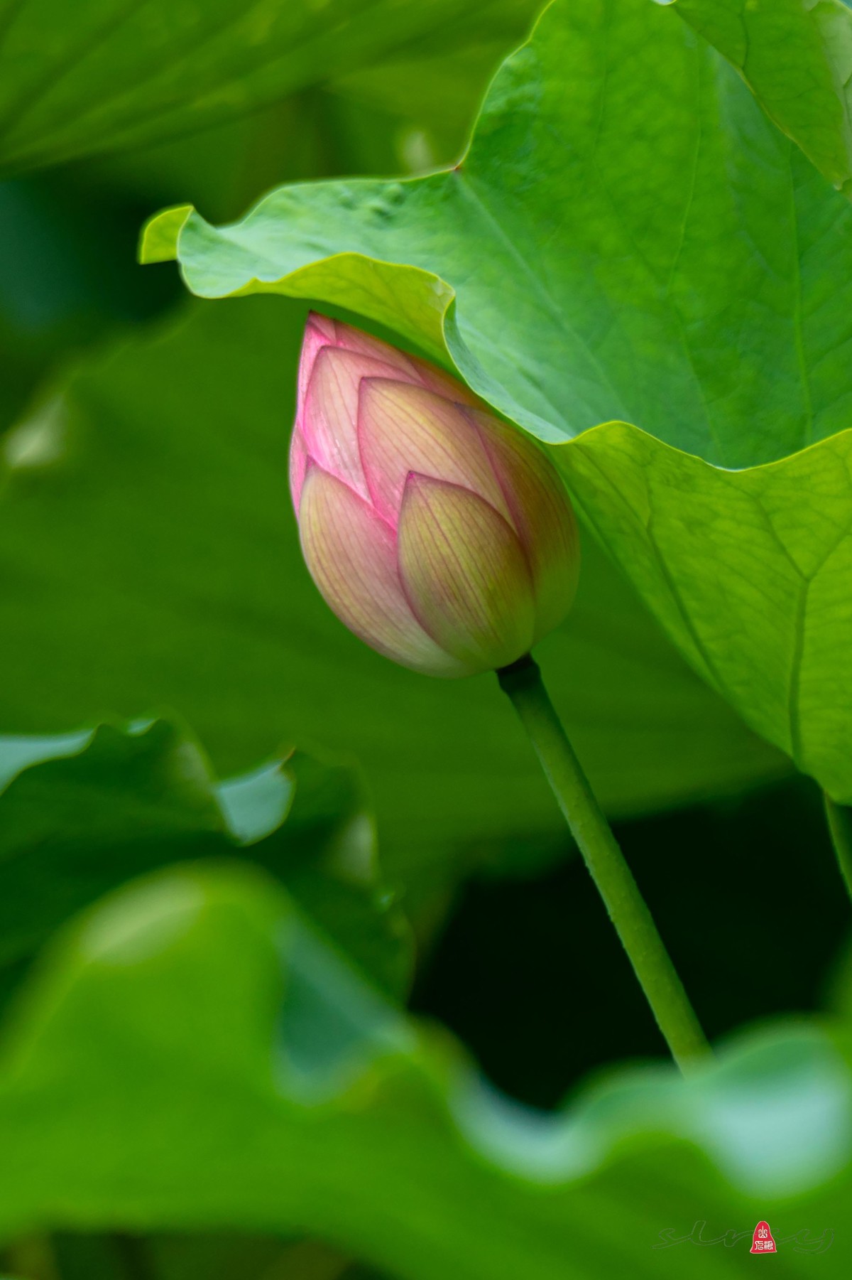 昆山亭林园  稀世珍口  《并蒂莲》