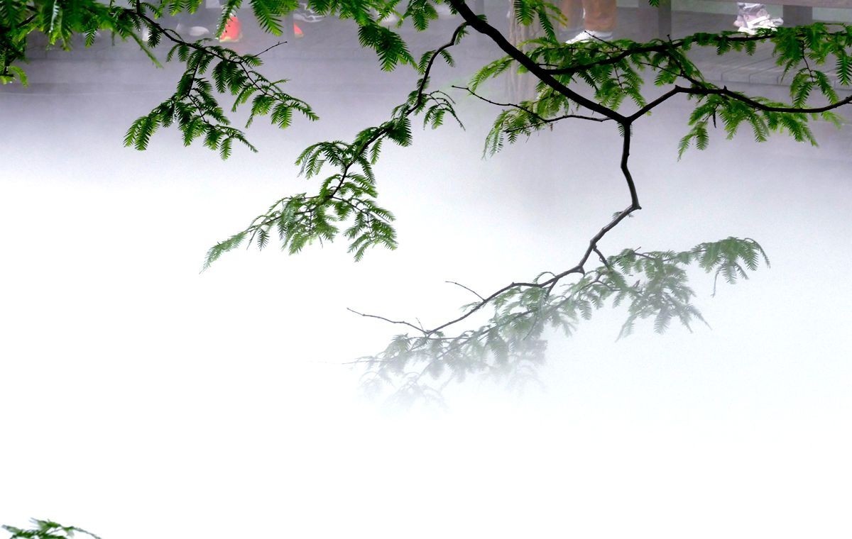 植物园 樱 桃 沟【二】