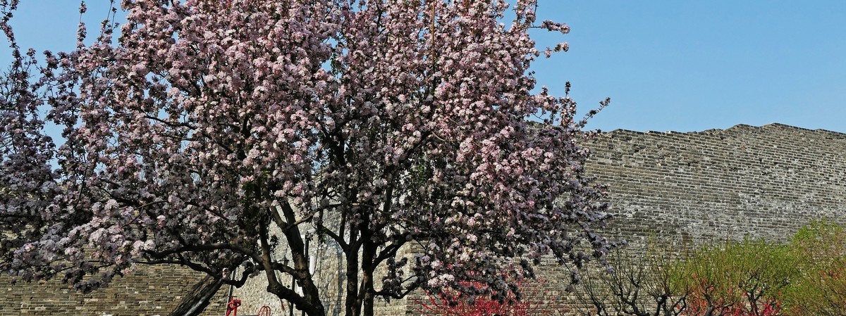古城春晓-北京明城墙遗址公园春景