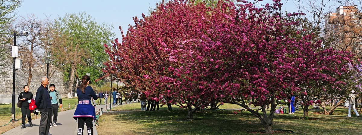 古城春晓-北京明城墙遗址公园春景