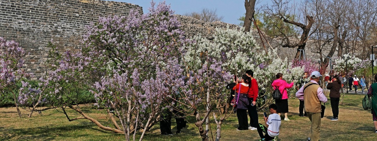 古城春晓-北京明城墙遗址公园春景