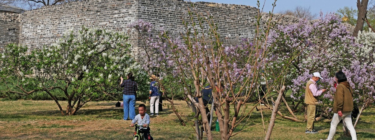 古城春晓-北京明城墙遗址公园春景