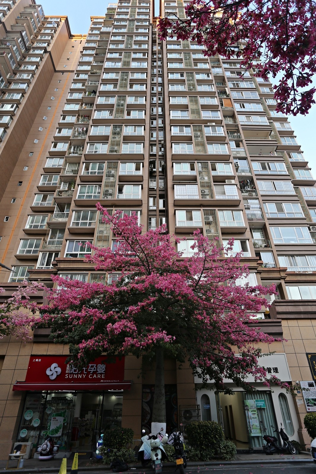 12月底还开满春花的城市——攀枝花市