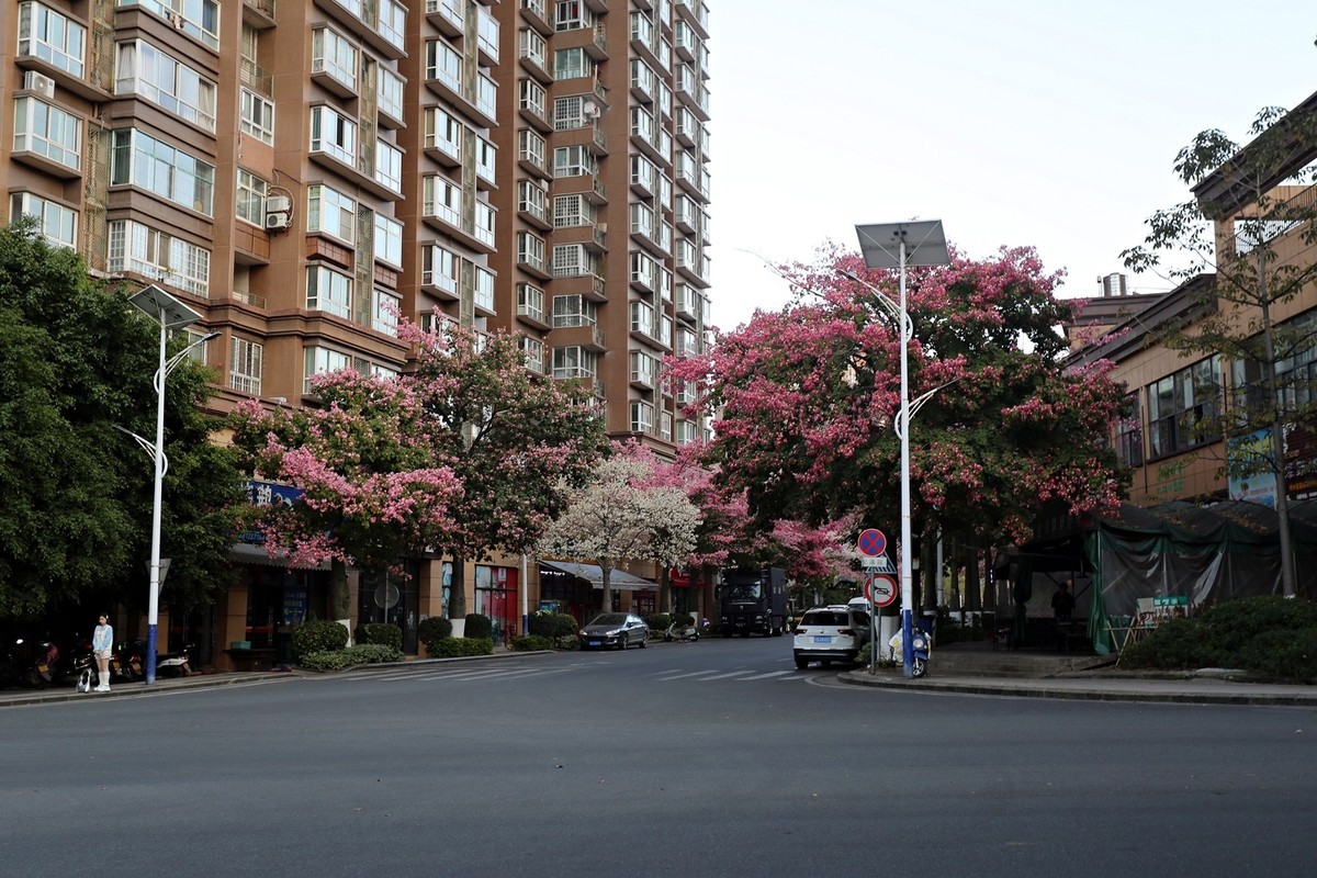 12月底还开满春花的城市——攀枝花市