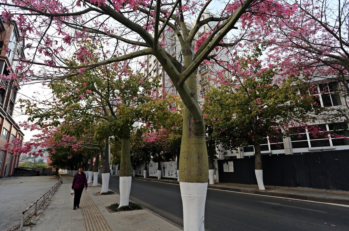 12月底还开满春花的城市——攀枝花市