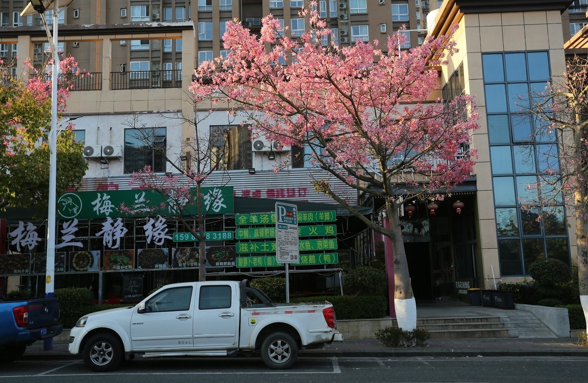 12月底还开满春花的城市——攀枝花市