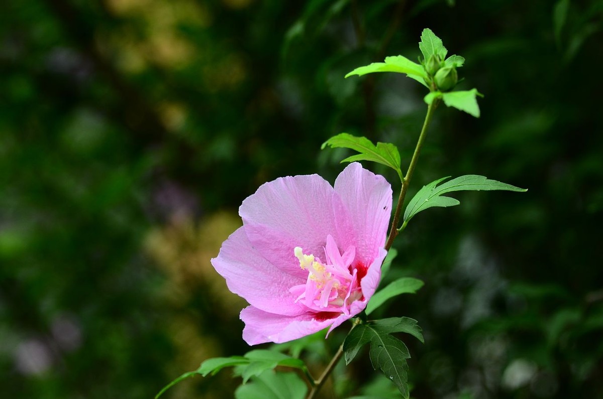 花卉系列【3420】