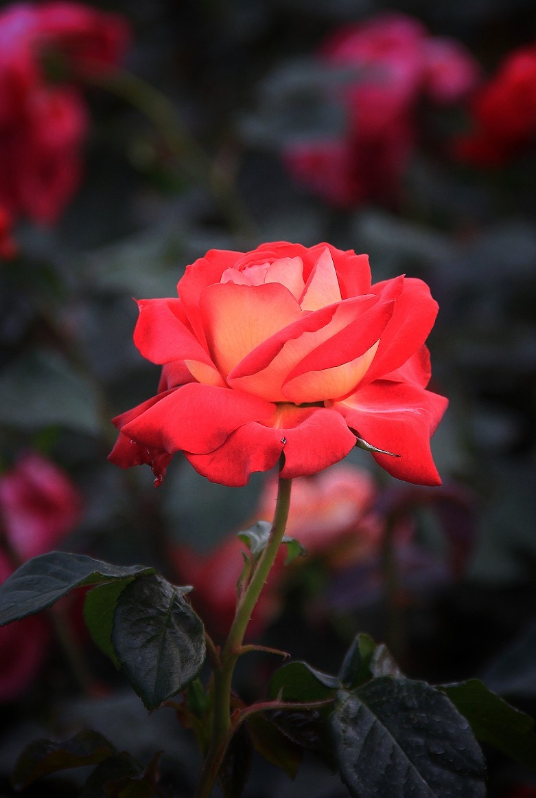 活跃气氛片《夏日里的美女更靓丽》抓拍街拍随拍一组热闹片！哈哈！