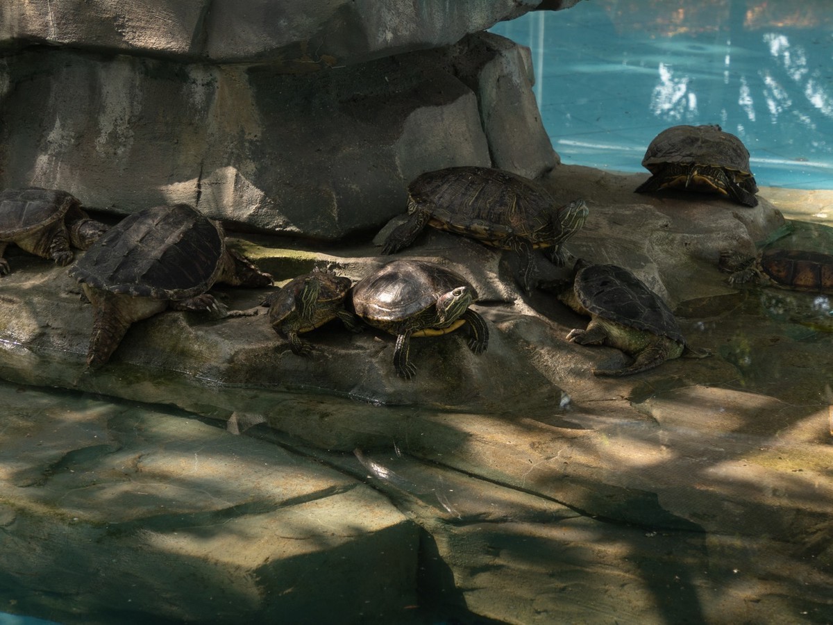 东莞市寮步镇的动物公园