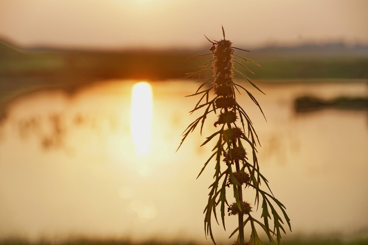 夕阳…水牛…小草……