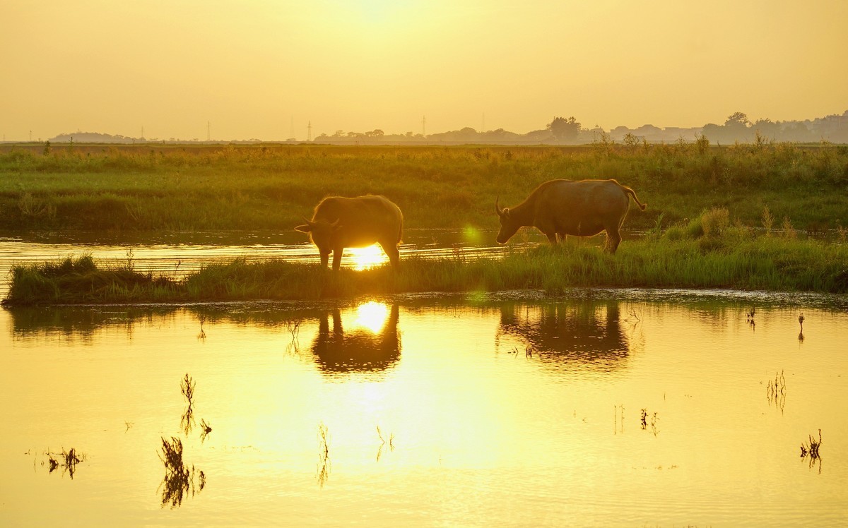 夕阳…水牛…小草……