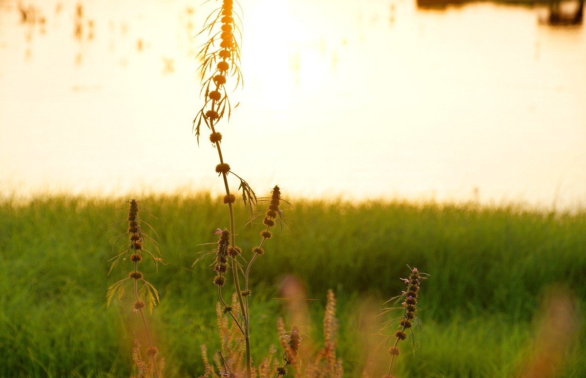 夕阳…水牛…小草……