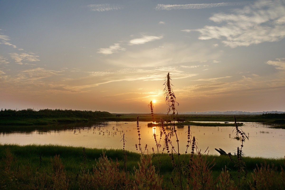 夕阳…水牛…小草……