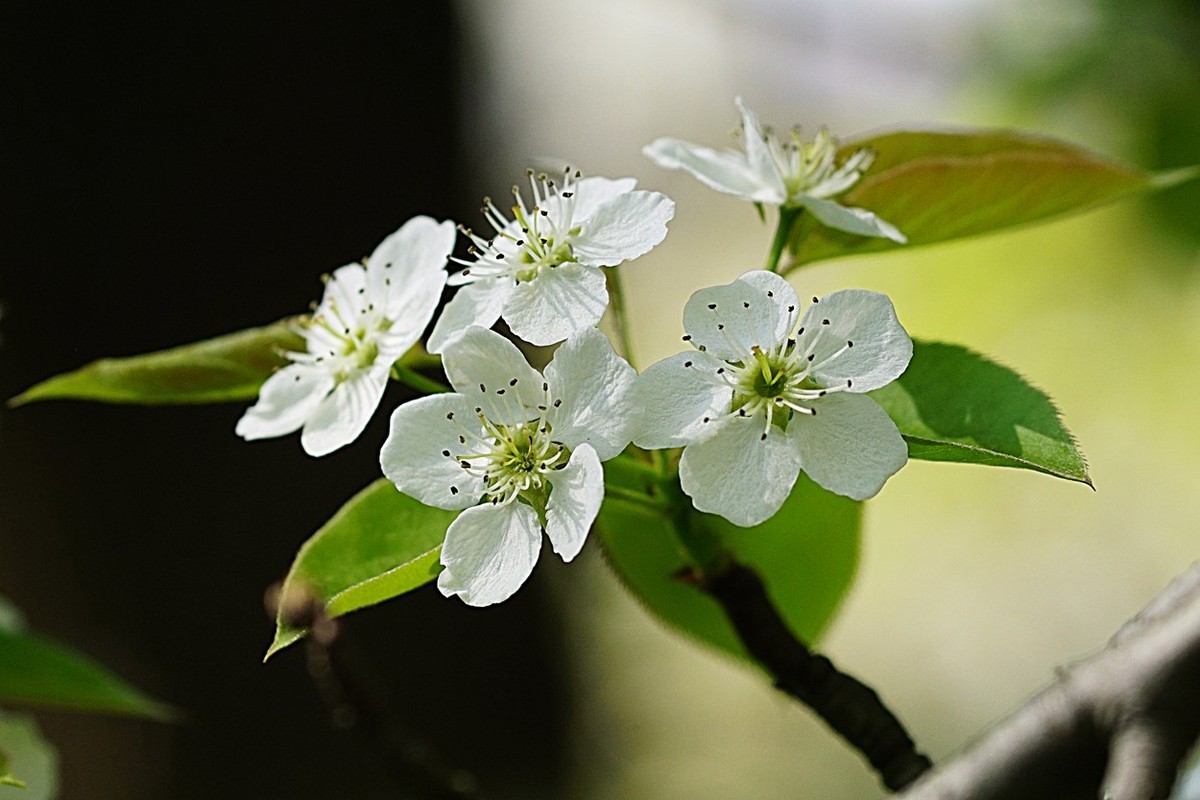 素雅之花梨花十一