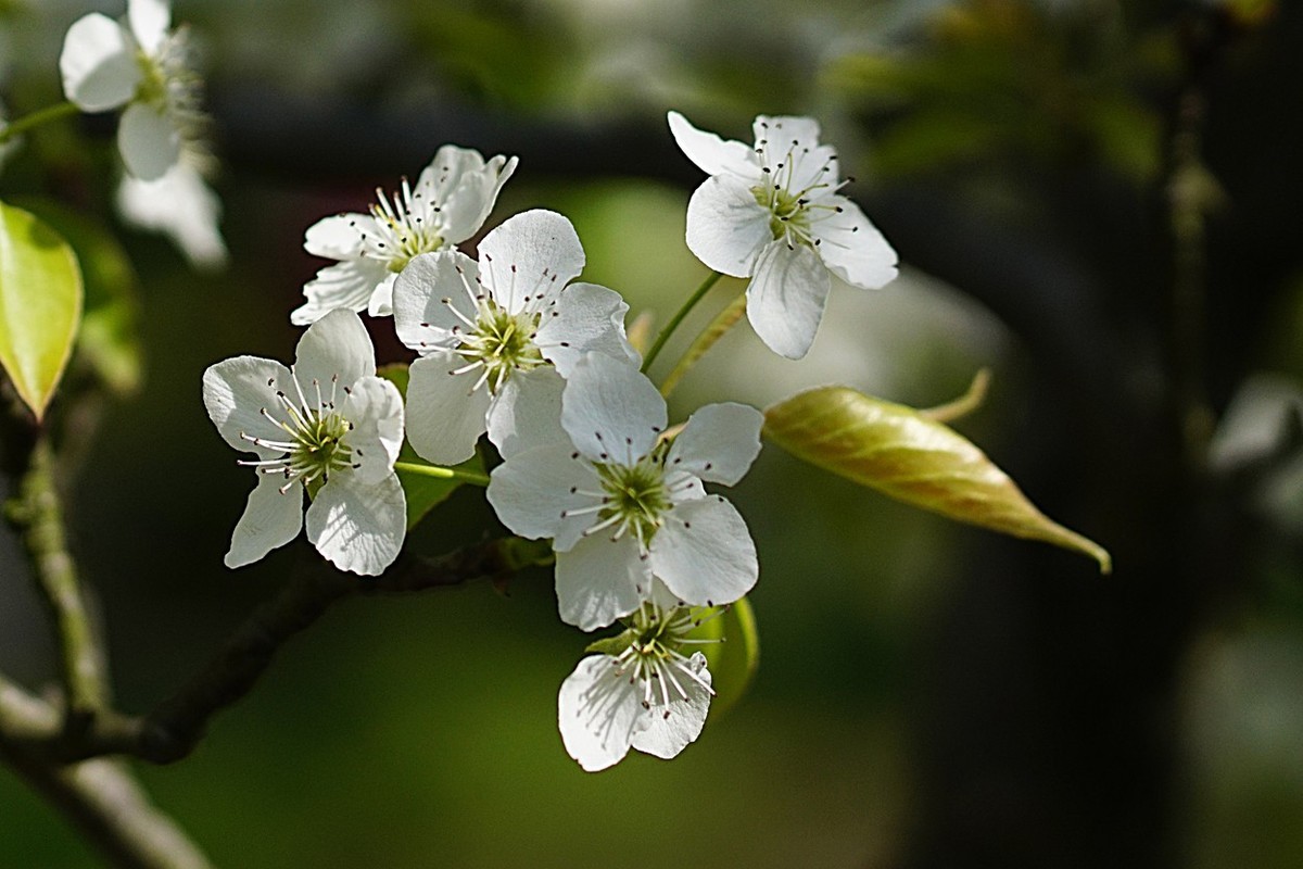 素雅之花梨花十一