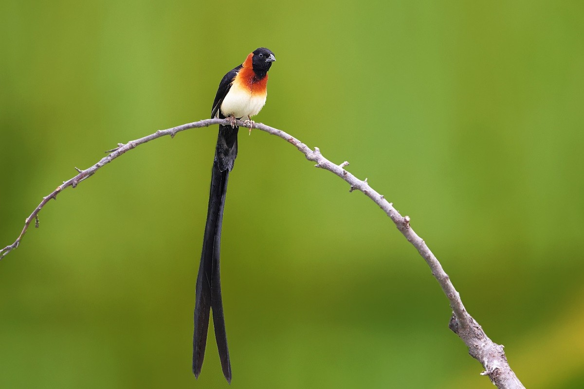 漂漂亮亮小林鸟