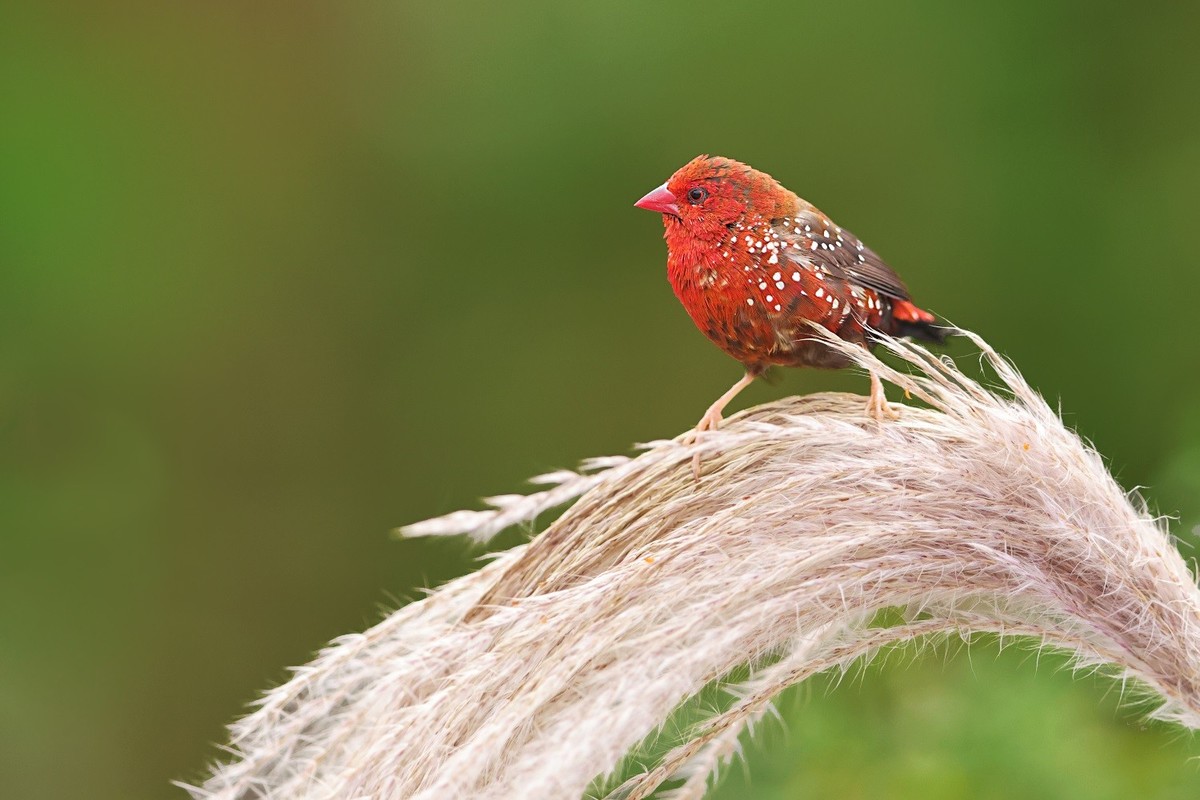 漂漂亮亮小林鸟