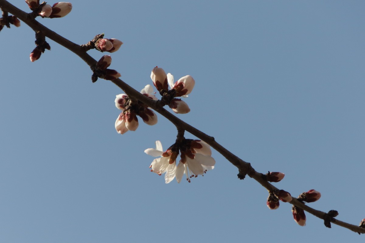 关东百花园（352）——山桃花