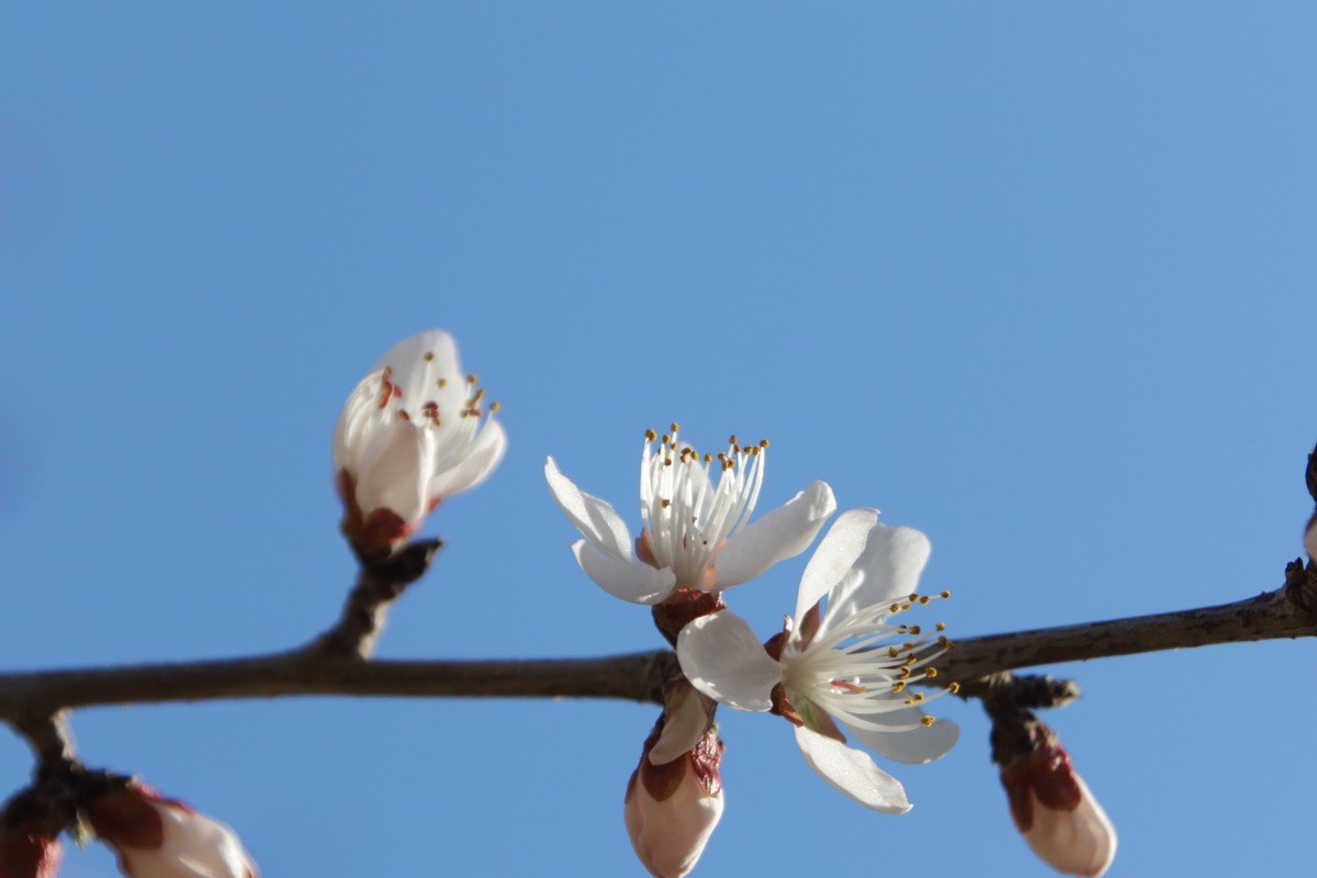 关东百花园（352）——山桃花