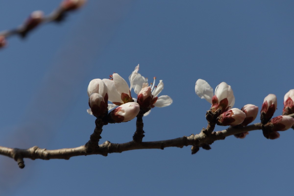 关东百花园（352）——山桃花