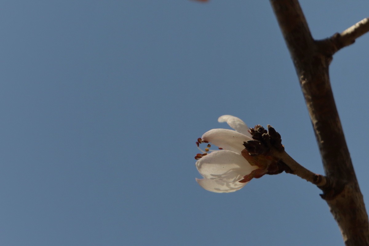 关东百花园（352）——山桃花