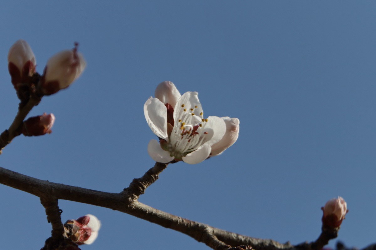 关东百花园（352）——山桃花