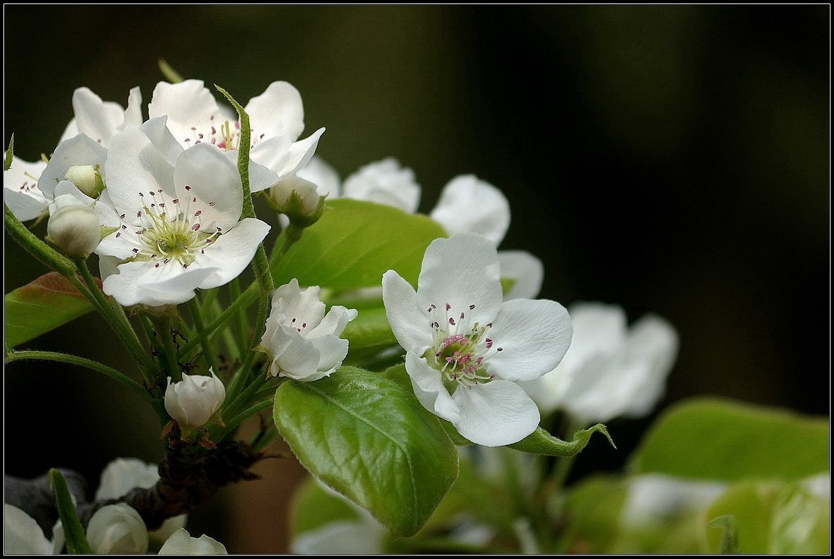 梨花如雪沐春风  【0420】