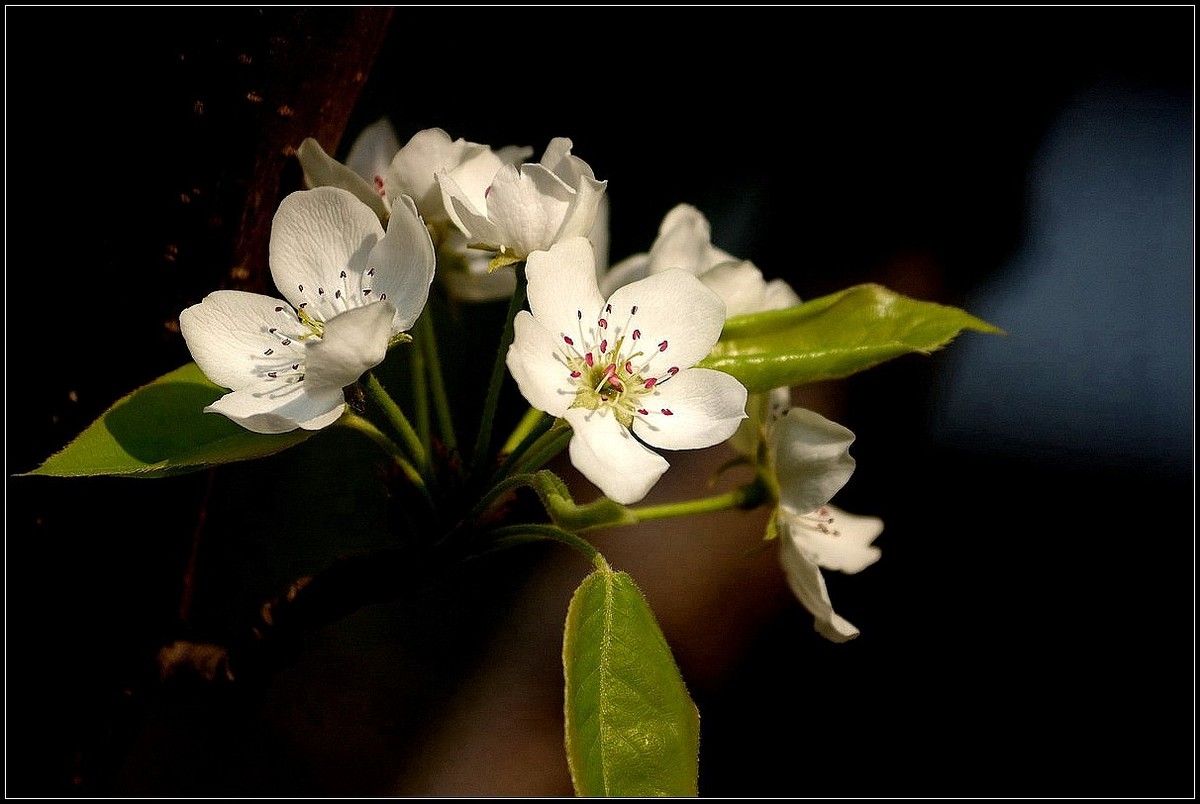 梨花如雪沐春风  【0420】