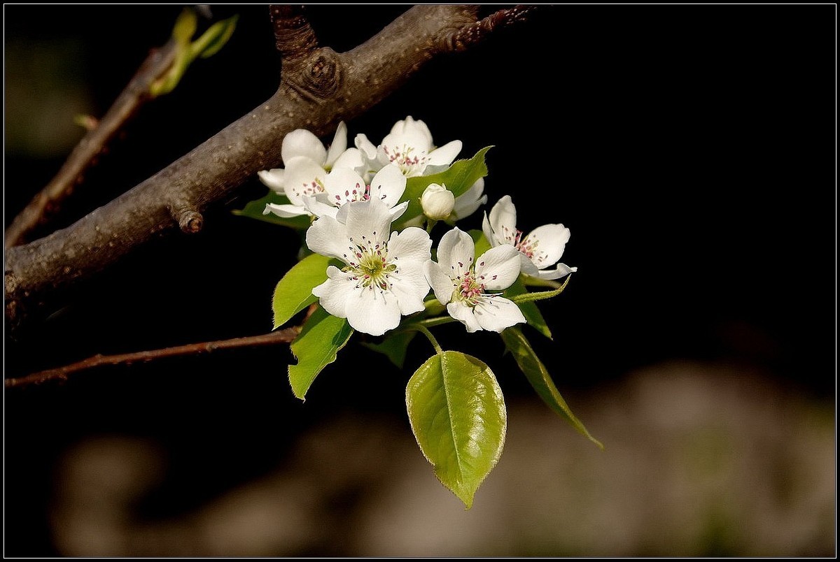 梨花如雪沐春风  【0420】