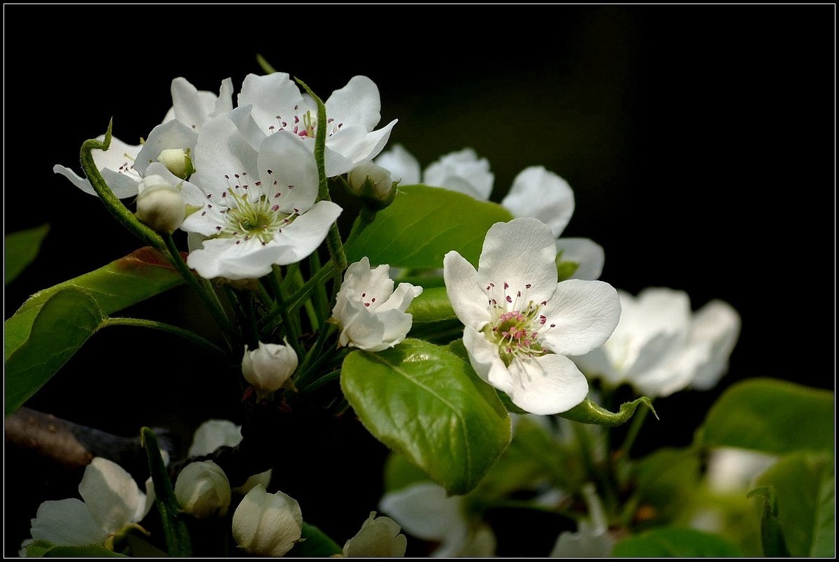 梨花如雪沐春风  【0420】