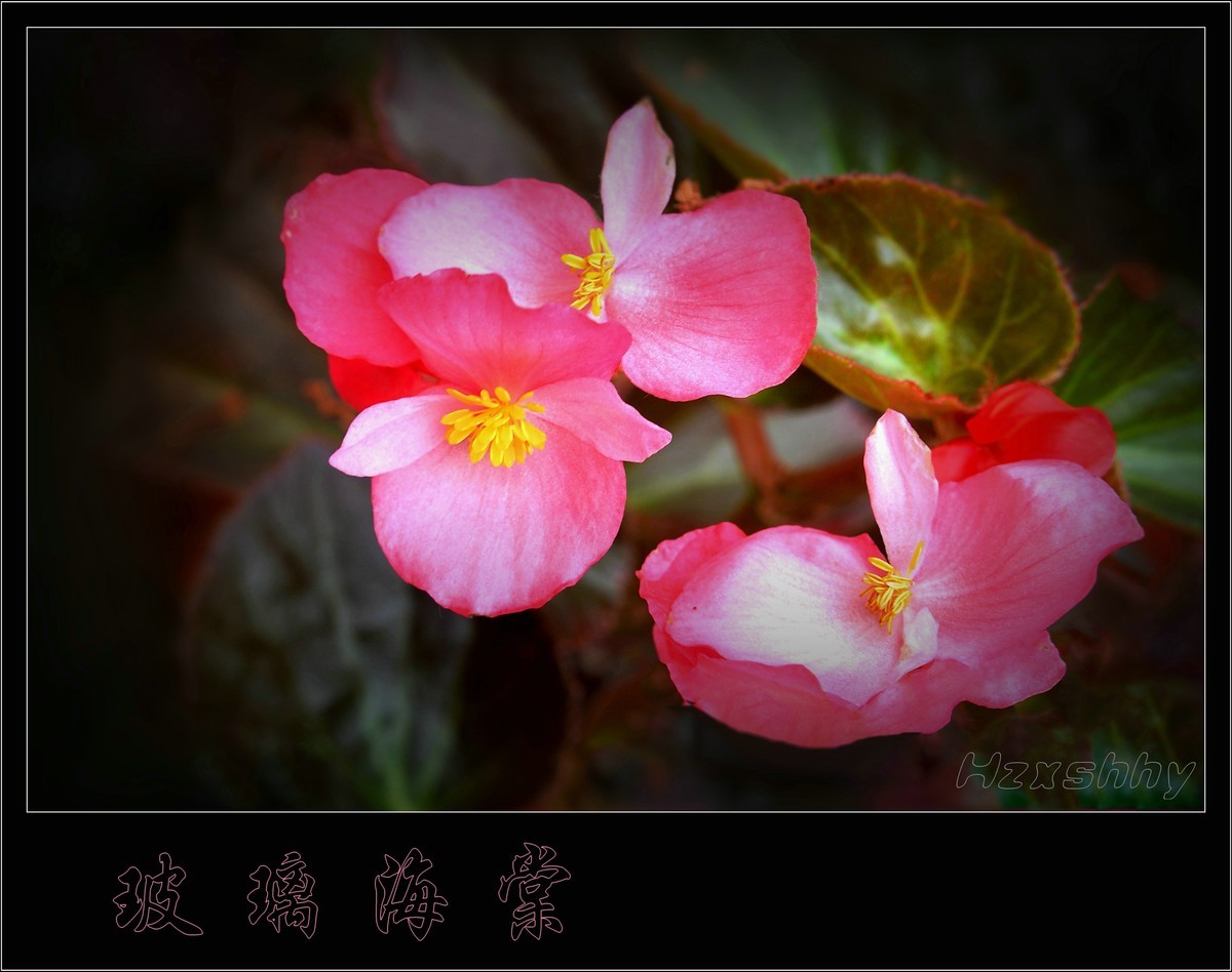 玻璃海棠（2024190）