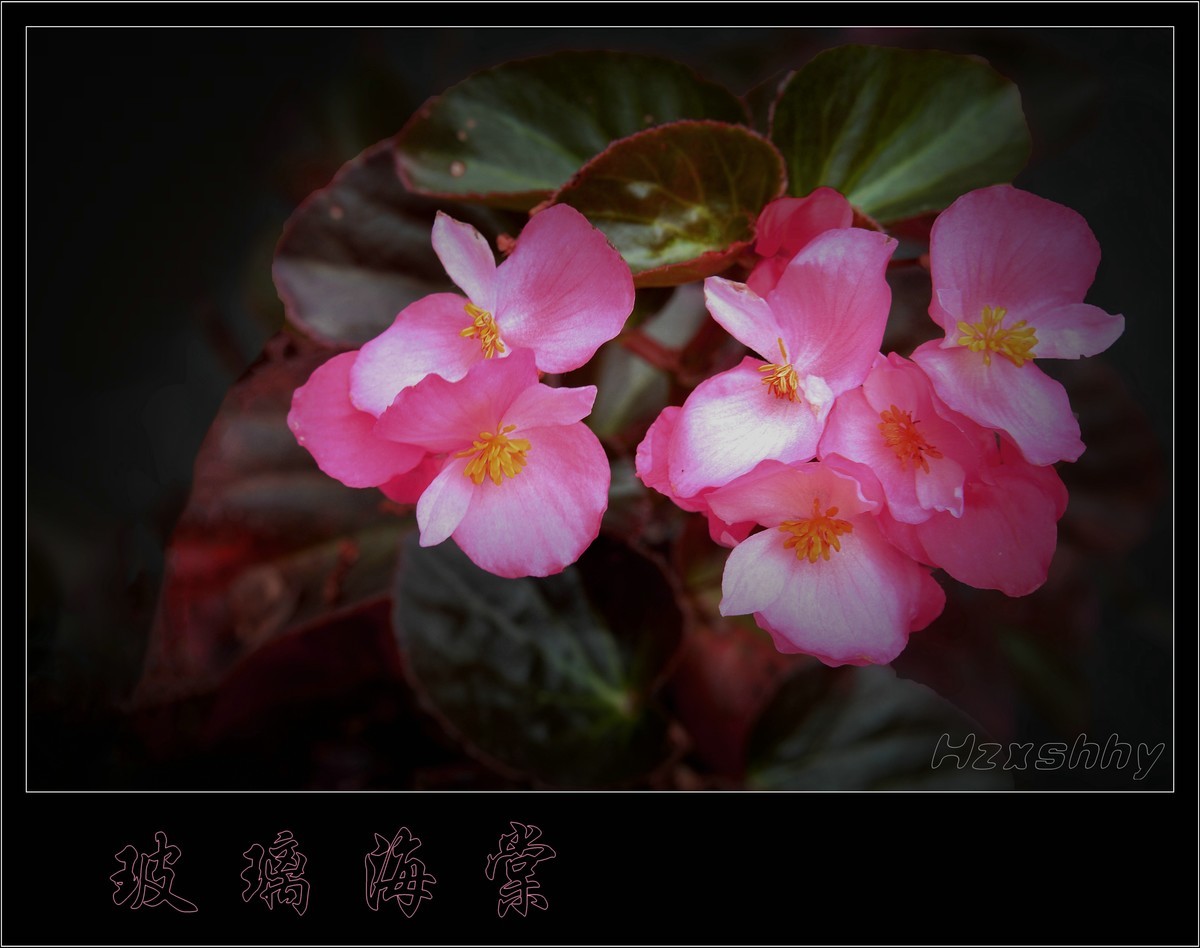 玻璃海棠（2024190）