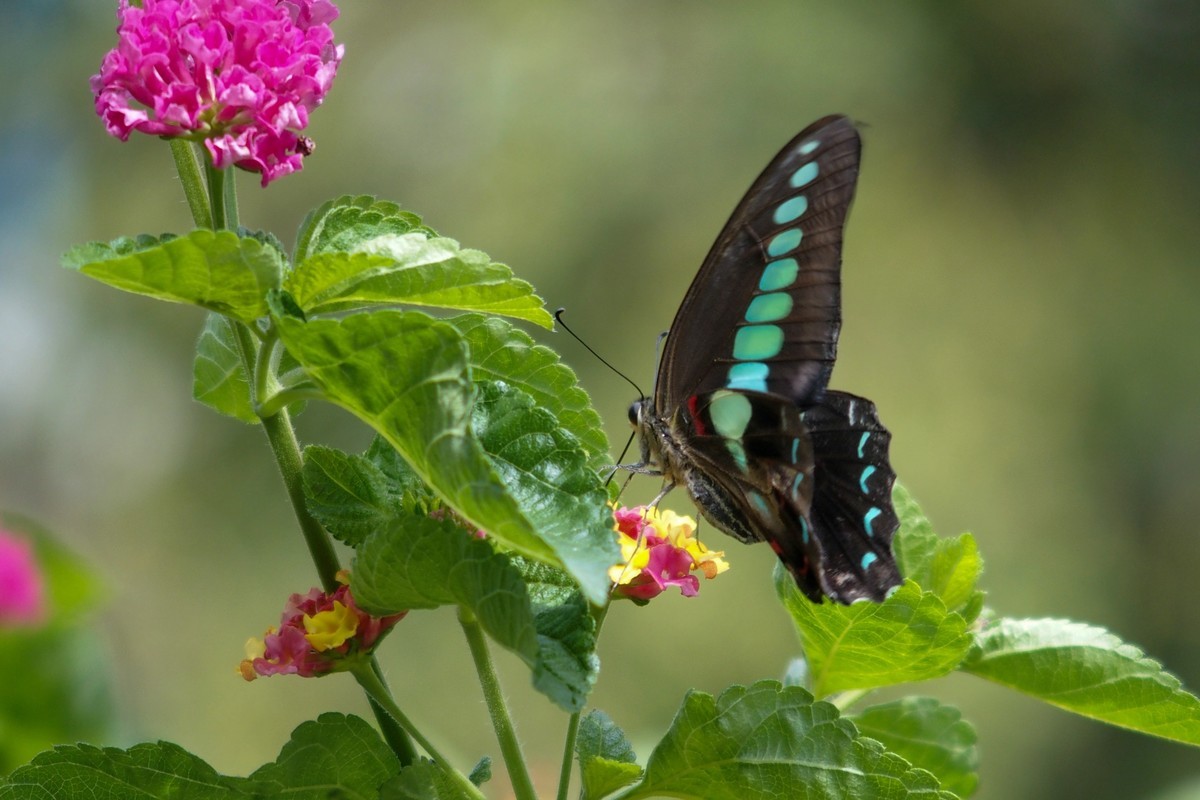 蝴蝶和透翅天蛾（奥林巴斯卡片机拍摄）