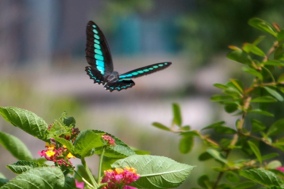 蝴蝶和透翅天蛾（奥林巴斯卡片机拍摄）