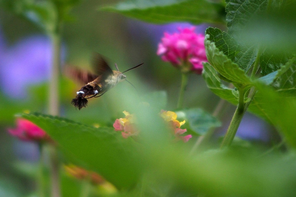 蝴蝶和透翅天蛾（奥林巴斯卡片机拍摄）